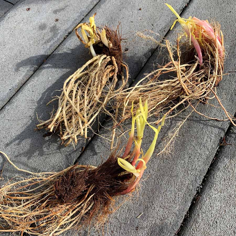 siberian iris roots