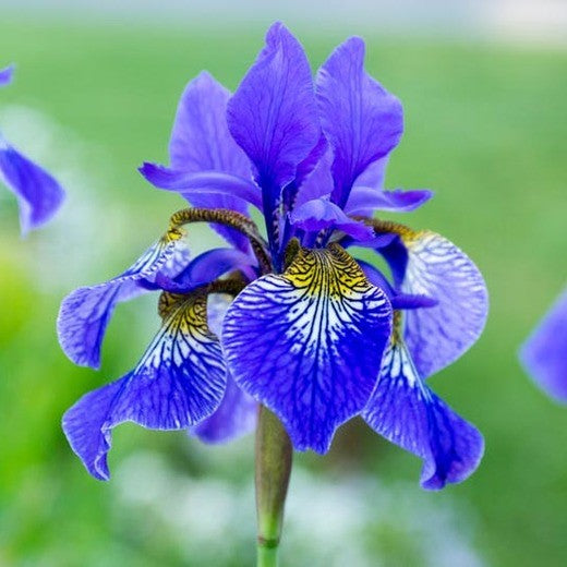 siberian iris silver edge