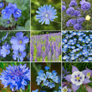 Singin' The Blues - Exclusive Blue Wildflower Seed Mix – Eden Brothers