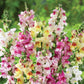 brighton rock snapdragon 