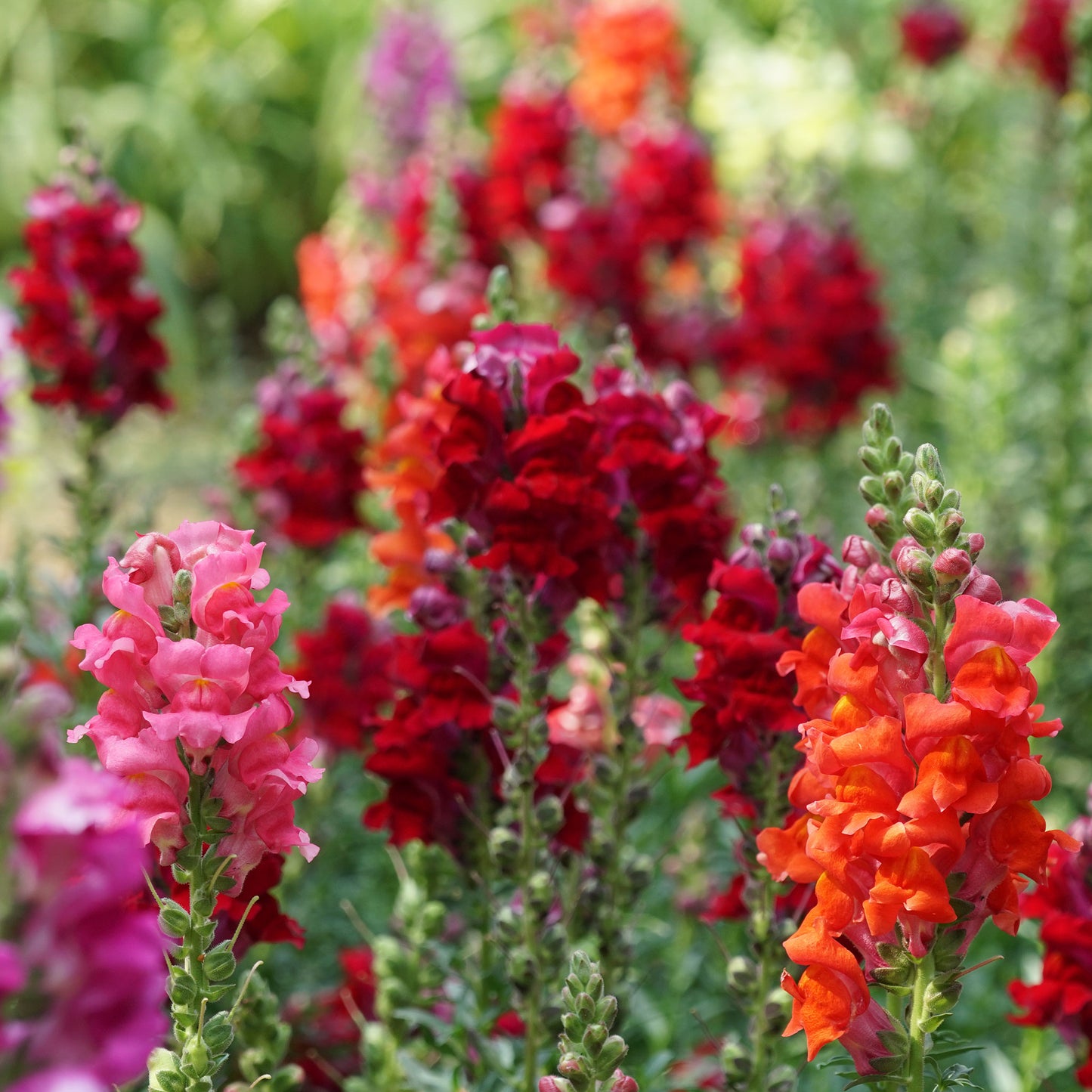 Snapdragon Mix Organic Seeds - 750 Seeds