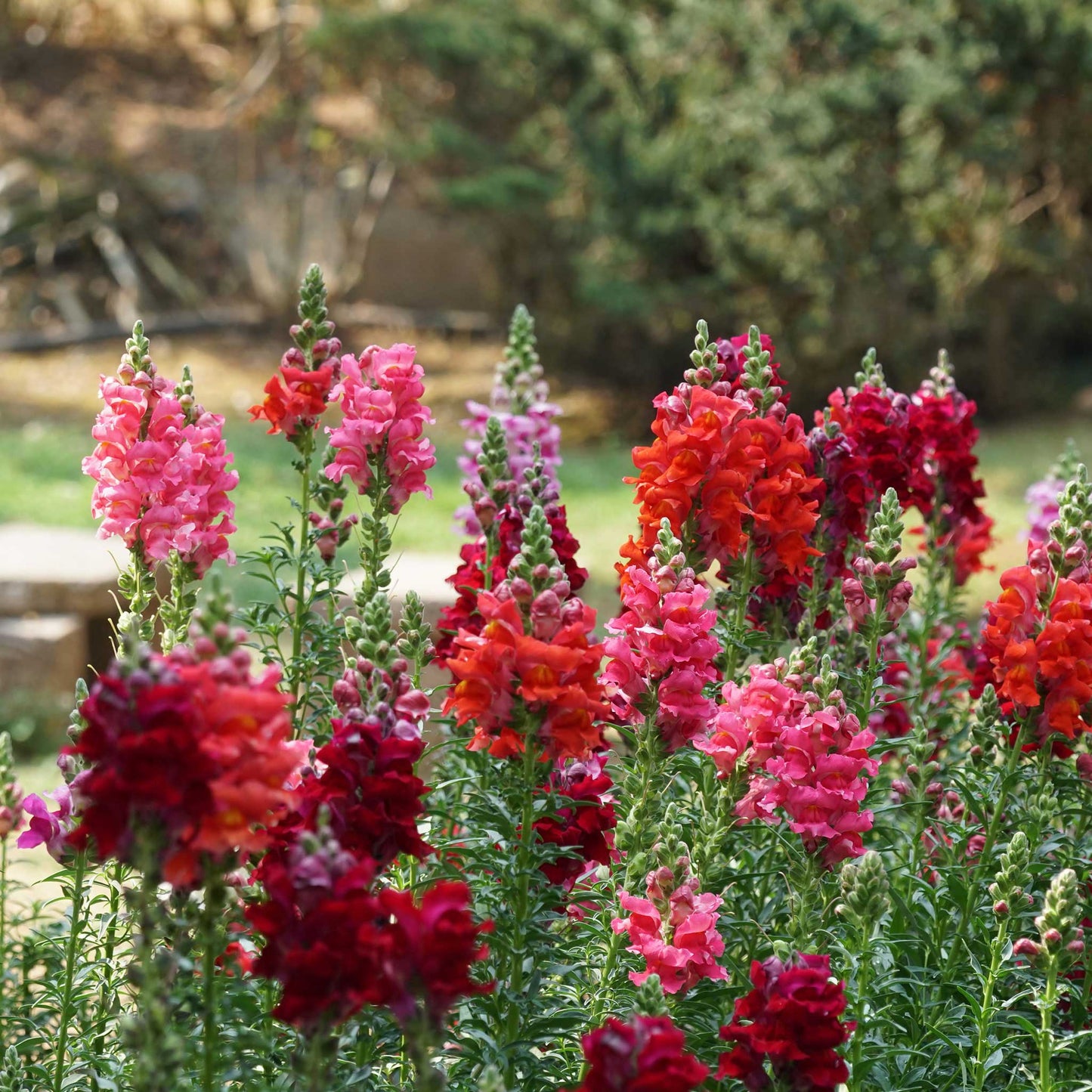 Carnation Seeds - Etincellant - Packet, Red, Flower Seeds, Eden Brothers