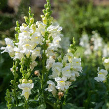 Snowflake snapdragon white flowers with green stems growing in a garden background