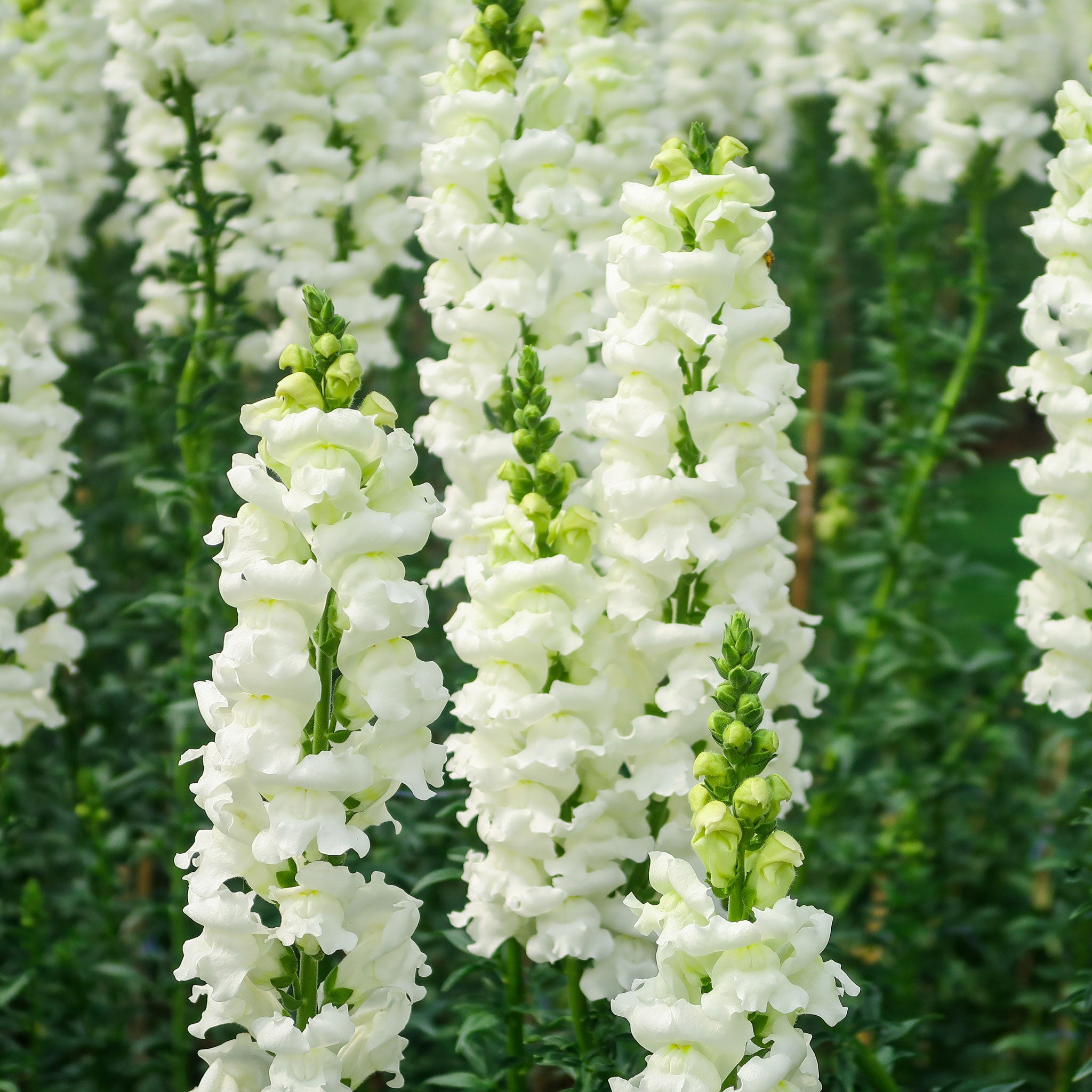 Snapdragon Seeds - Snowflake | Flower Seeds in Packets & Bulk | Eden ...