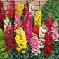 tetra mix snapdragon 