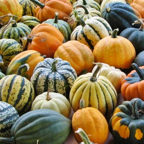 acorn blend squash