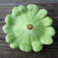 bennings green tint scallop squash