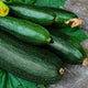 Squash Seeds (Summer) - Dark Green Zucchini
