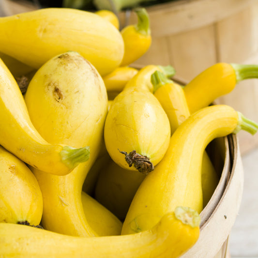 A yellow Early Summer Crookneck squash with a distinct curved neck, sitting in a basket.