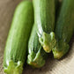 fordhook zucchini squash