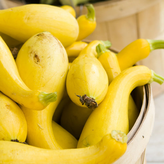 A bowl of Golden Summer Crookneck squash showing a narrow neck and bulbous body.