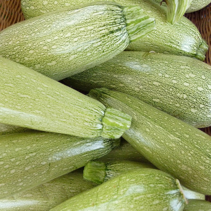 squash grey zucchini