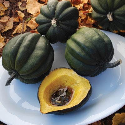 organic acorn queen squash