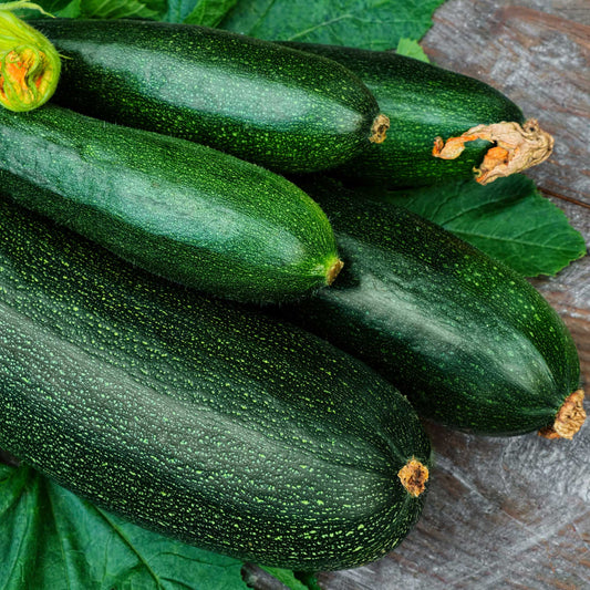 organic dark zucchini squash