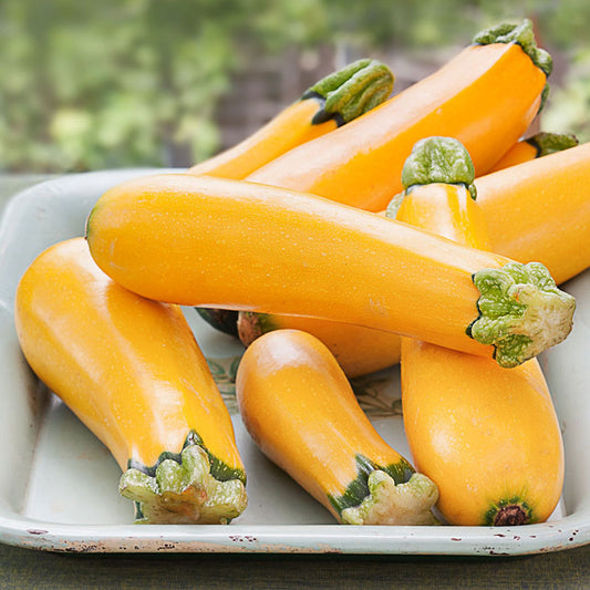 organic golden zucchini