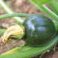squash round zucchini