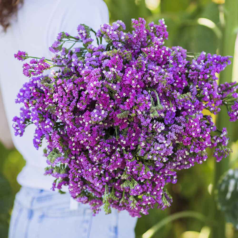 Statice Statice Seeds - Twilight | Flower Seeds in Packets & Bulk | Eden Brothers