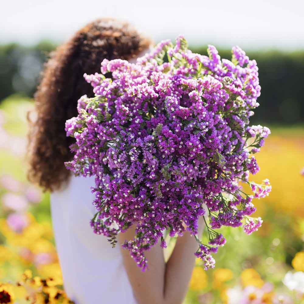 Statice Statice Seeds - Twilight | Flower Seeds in Packets & Bulk | Eden Brothers