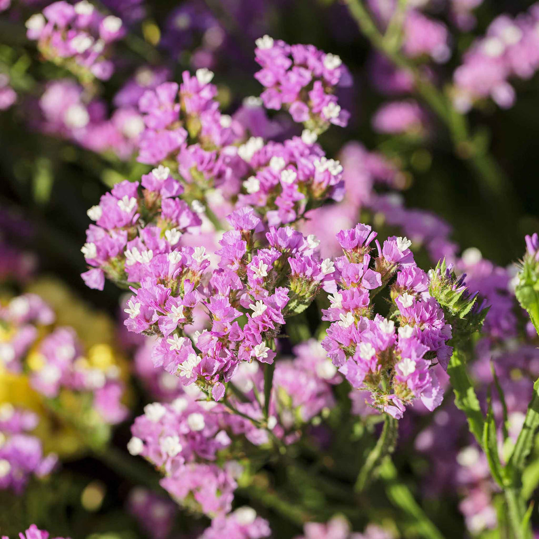 Statice Seeds - Twilight | Flower Seeds in Packets & Bulk | Eden Brothers