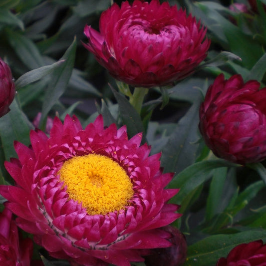 purple red strawflower 