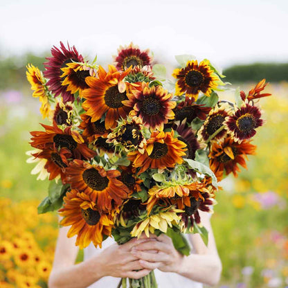 Autumn beauty sunflower with deep orange and yellow petals on a dark natural backdrop
