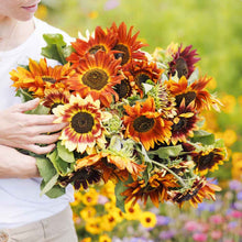 Multicolored autumn beauty sunflower bloom in yellow red and orange on a natural backdrop