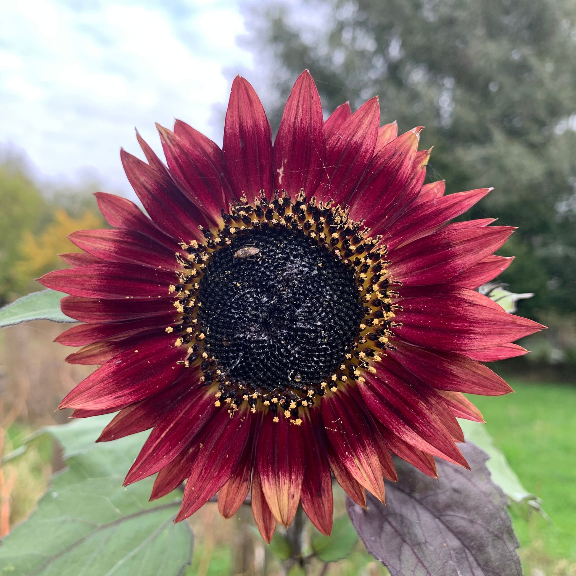 Autumn Beauty' - Sunflower Seeds Mix - 1 Gram