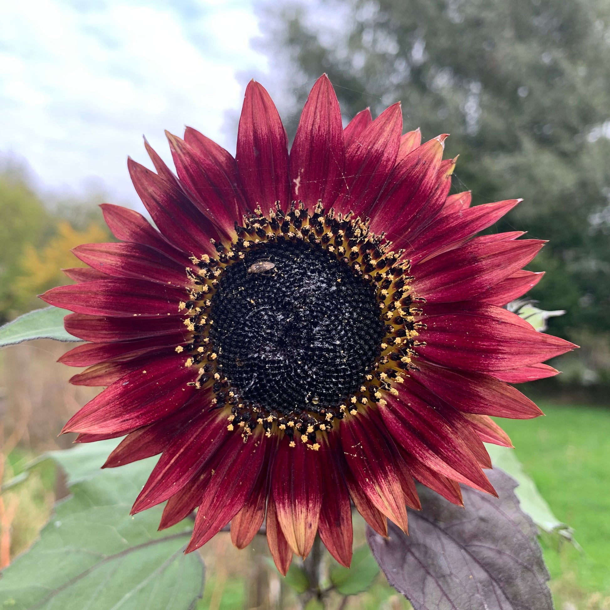 Autumn beauty sunflower with deep orange and yellow petals and large dark center outdoors