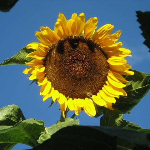 black russian sunflower 