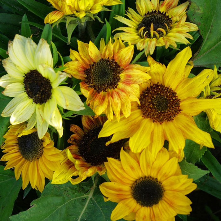 Sunflower Seeds - Distino Mix | Flower Seeds in Packets & Bulk | Eden ...