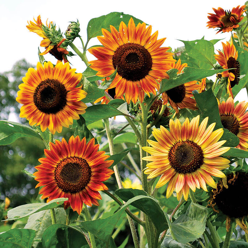 Sunflower Seeds Evening Colors Flower Seeds in Packets & Bulk
