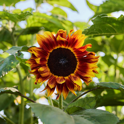 Vibrant evening colors sunflower with deep reds oranges and yellows on a natural backdrop