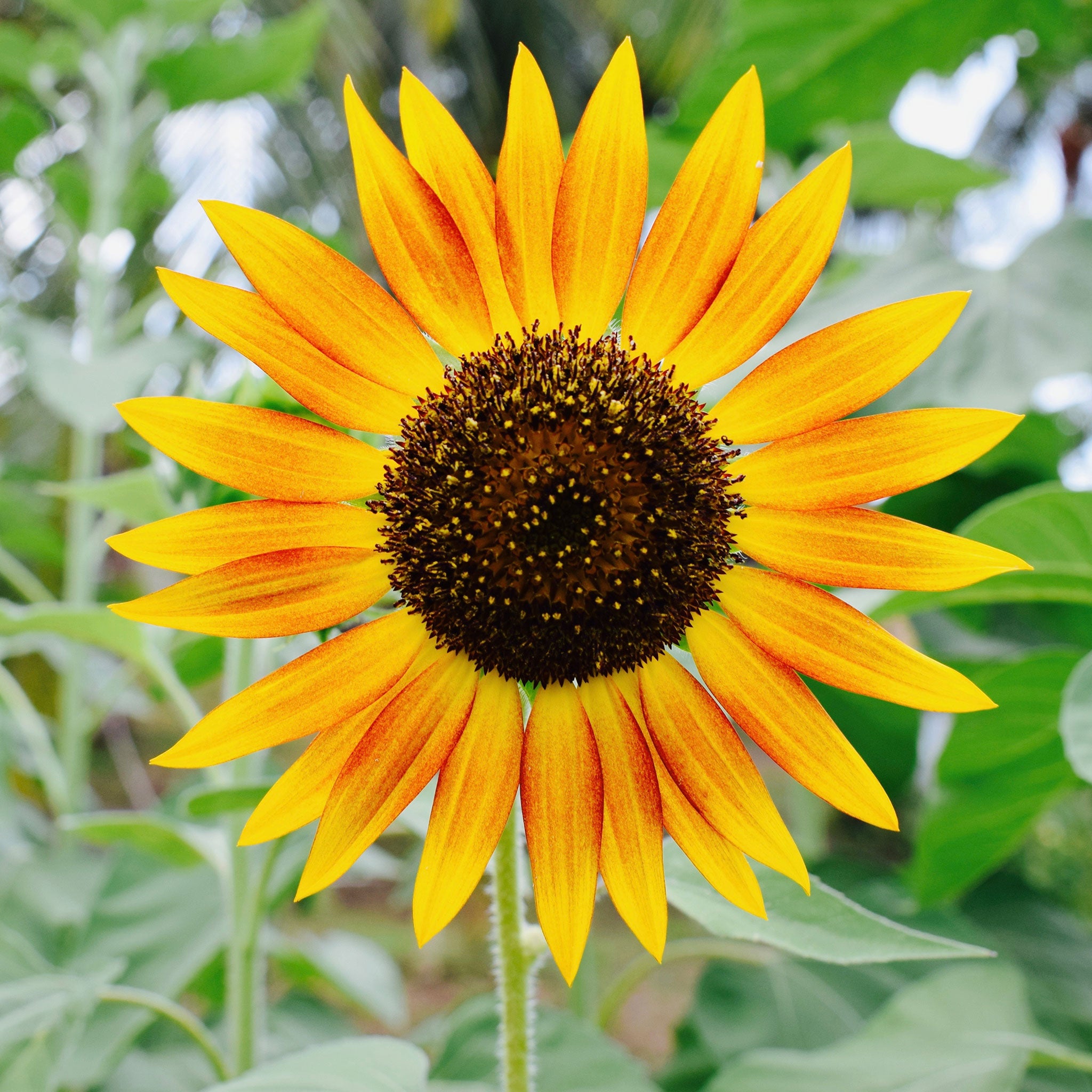 Sunflower Seeds - Evening Colors | Flower Seeds in Packets & Bulk ...