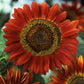 sunflower evening sun