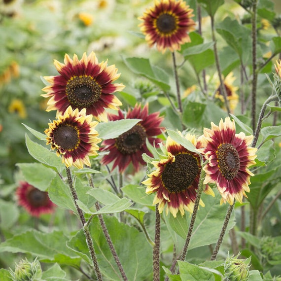 floren sunflower 