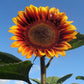 floren sunflower 