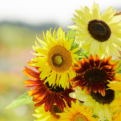 Mixture of various formula mix sunflowers in yellow orange and red on a garden backdrop