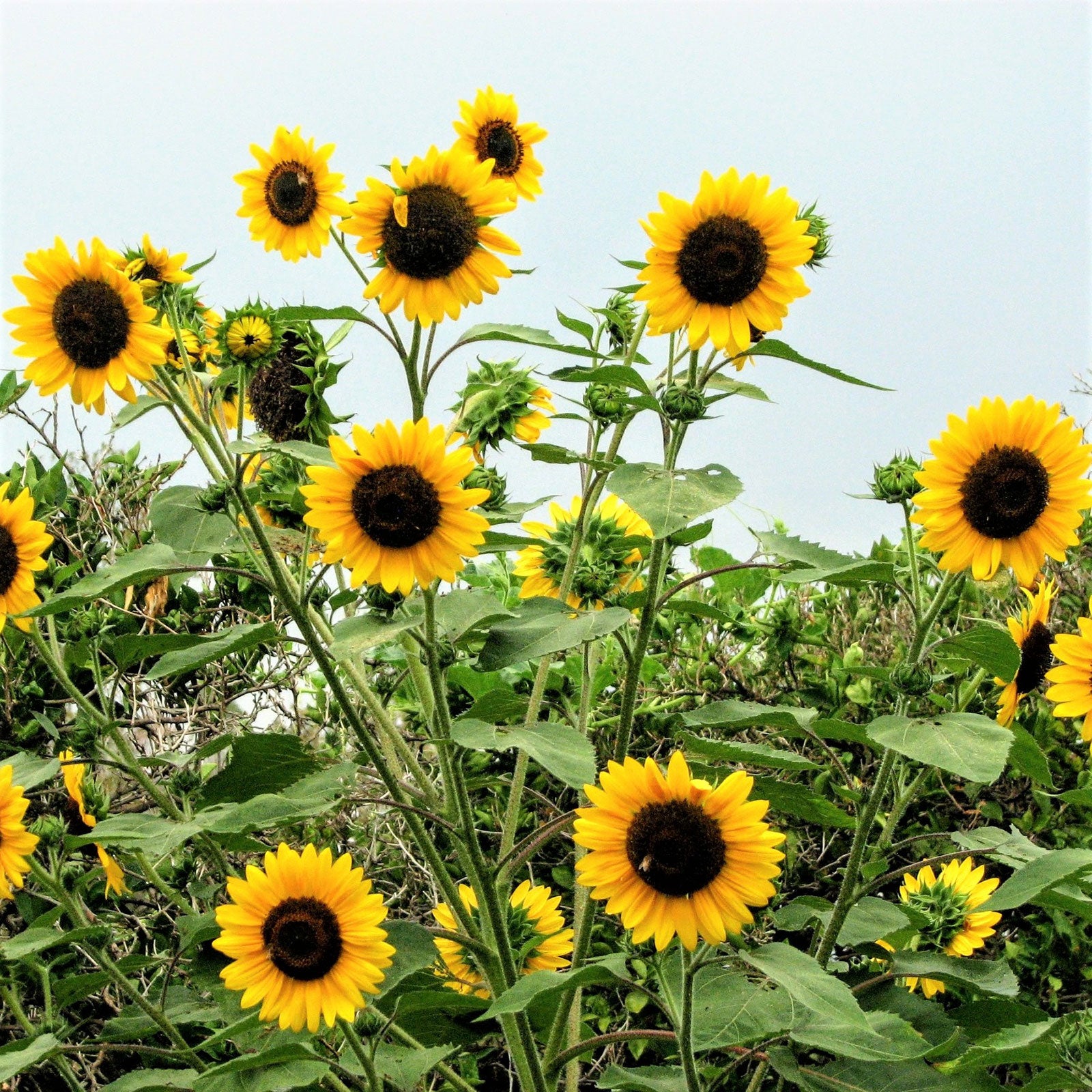 sunflower henry wilde