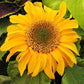 sunflower dwarf incredible