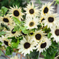 italian white sunflower 