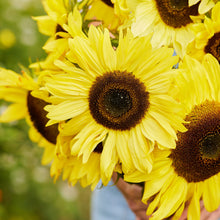 Bright yellow lemon queen sunflower head with dark center on a blue sky backdrop
