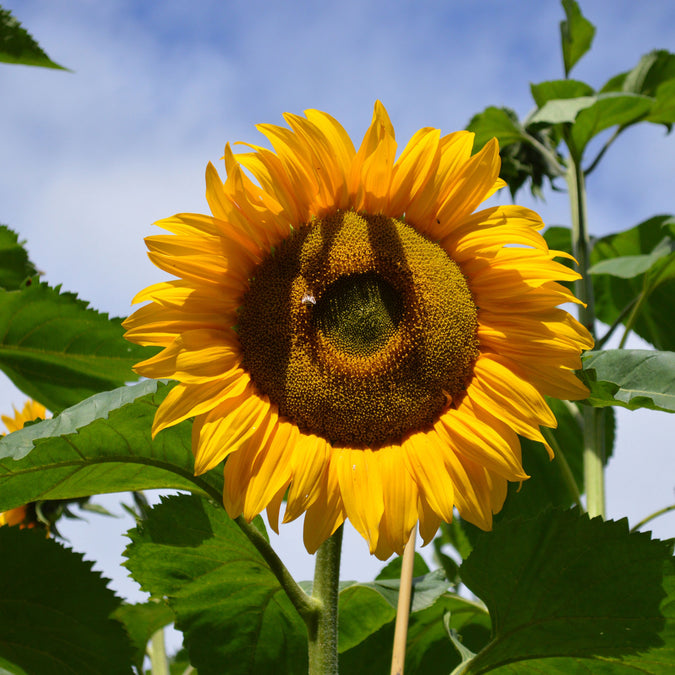 sunflower mammoth