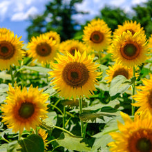 Mammoth grey-stripe large sunflower seed in a bowl on a neutral natural backdrop