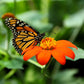 sunflower mexican 