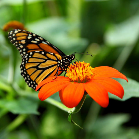 sunflower mexican 