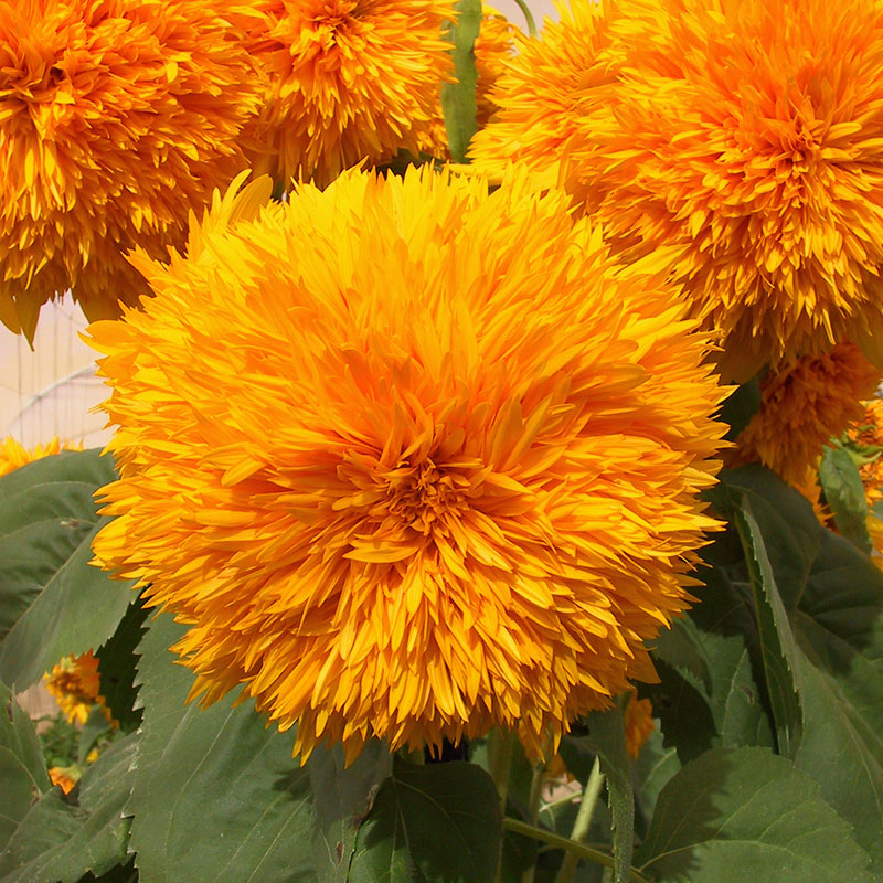 organic sunflower goldie f1