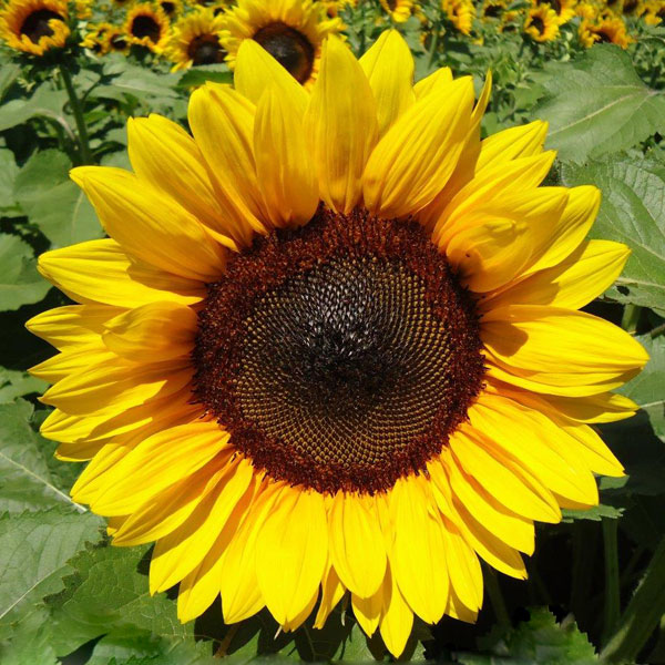 Sunflower Skip Sunflower ProCut Brilliance | Flower Seeds in Packets & Bulk | Eden ...