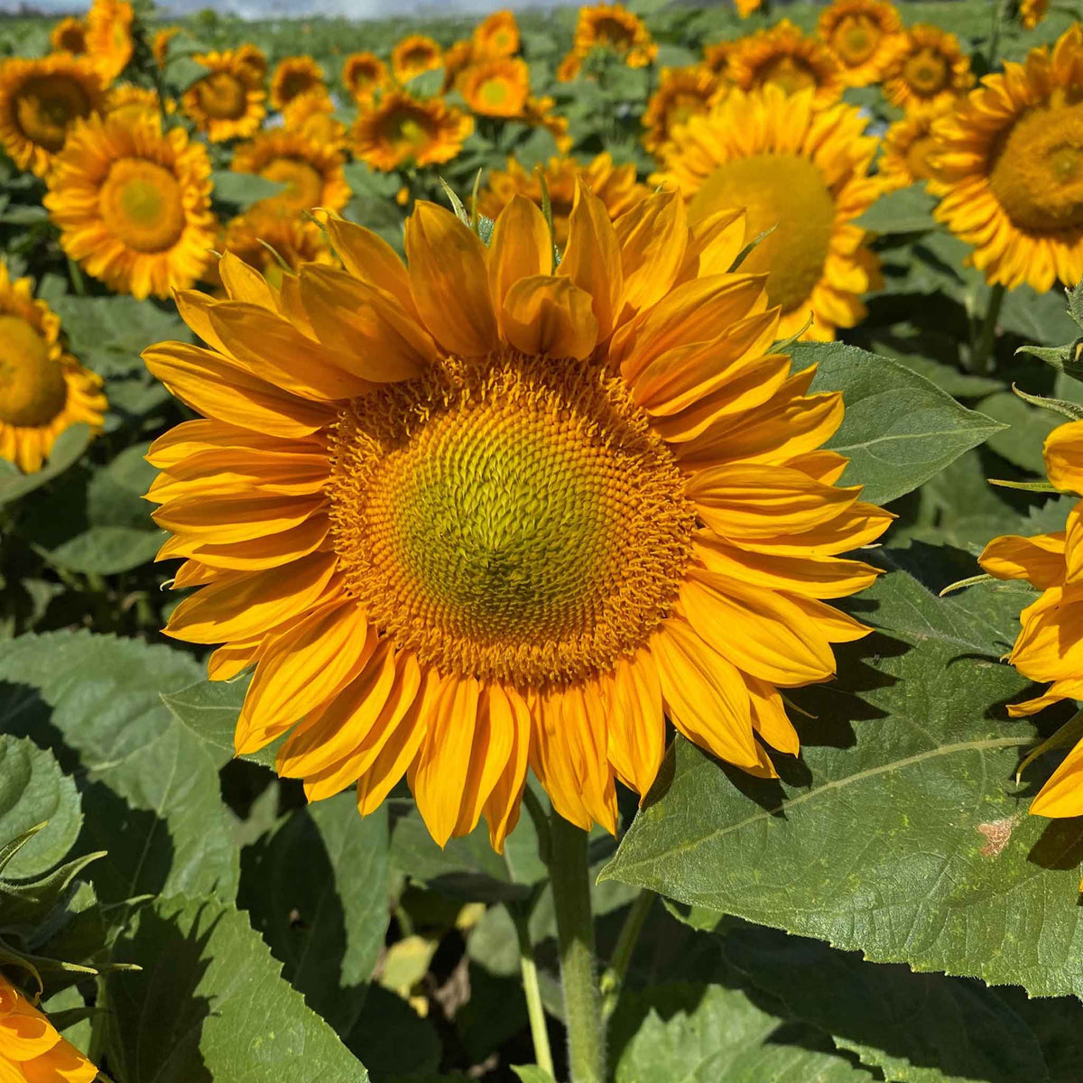 Sunflower Skip Sunflower ProCut Gold Lite | Flower Seeds in Packets & Bulk | Eden Brothers