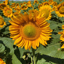 Bright vibrant procut gold lite sunflower with golden petals on a green backdrop