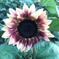 sunflower procut plum